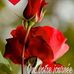 Danielle Brechard - Facebook