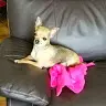 Danielle ROUILLARD - @daniellerouillard - TikTok