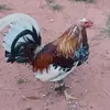 Danielle browning - @chrisbrowning0722 - TikTok