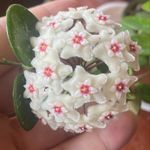 Danielle Busch - @plantliiffee - Instagram