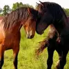 daniellecanavan79 - @daniellecanavan79 - TikTok