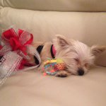 Danielle Cantwell - @bc11932 - Instagram