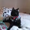 danielle caron - @danielle.caron96 - TikTok