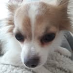 danielle caroni - @daniellecaroni - Instagram