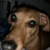 daniellecella247 - @daniellecella247 - TikTok