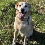 Danielle Christian Stahmer - @pip_the_yellow_lab - Instagram