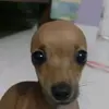 Danielaa_19 - @daniellecobain - TikTok