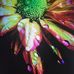 Danielle Coddington - Facebook