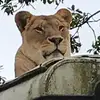 daniellecolin.krajci - @daniellecolin.kra - TikTok