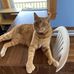 Danielle Comeau - Facebook
