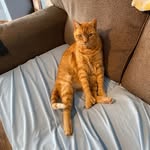 Danielle Comeau - @comeau6899 - Instagram