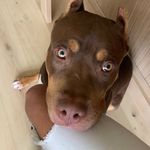 danielle - @danielle_comeaux4 - Instagram