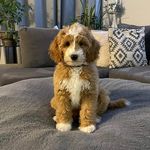 Danielle Corcoran - @deecor_goldendoodles - Instagram