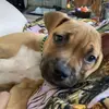 Danielle Crouch288 - @dcountrybumpkin - TikTok
