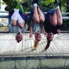 Danielle Amy Croy - @daniellecroy - TikTok