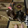 DanielleCrump - @danielle.crump1 - TikTok