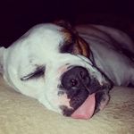 Danielle Custer - @ziggy1536 - Instagram