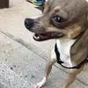 daniel_daigneault_ - @daniel_daigneault - TikTok