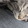 Danielle Demers - @danielle.demers7 - TikTok