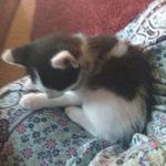 Danielle DeMers - @kittycatmeowmeow322 - Instagram
