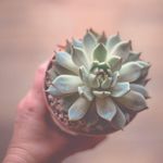 Danielle Denham - @this_profile_succs - Instagram