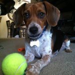 Danielle Desmond Rhodes - @pepperonithebeagle - Instagram