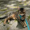 danielle decormier - @pawsitivemisadventures - TikTok