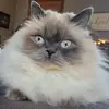danielledevault - @danielle.devault - TikTok