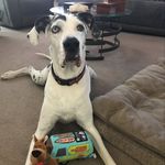 Danielle DeVore - @doxiegal13 - Instagram