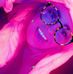Danielle Dewitt Sale - Facebook