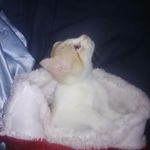 danielle dickens - @kitty_girl_456 - Instagram