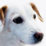Danielle Dolan - @petscoolofweek - Instagram