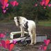 Danielle Faircloth - Facebook