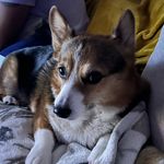 Danielle Ferrigno - @sassy_suzy_queue - Instagram