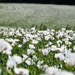 Danielle flower heaven - Facebook
