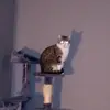 xXkermits_twin_brotherXx - @daniellefreeman989 - TikTok