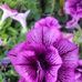 Danielle Friesz - Facebook