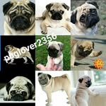 Danielle gallardo - @puglover2356 - Instagram