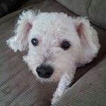 Danielle Gervais Stancombe - @dstancombe33 - Instagram
