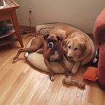 Danielle Gillett - @sweetteaandsawdust - Instagram