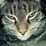Kimberly Danielle Gilman - @gypsyrogue70 - Instagram