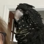 Danielle Gilmour - @birdsrock4 - Instagram