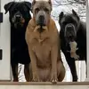 daniellegiordano5 - @daniellegiordano5 - TikTok