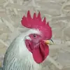 DanielleGiraud - @leonoejvm8k - TikTok
