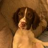 danielle_godden - @elbowsthespringer - TikTok