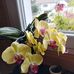 Danielle Gombert - Facebook