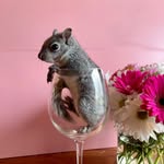 Danielle Gottschalk - @thesecretsquirreltrailer - Instagram