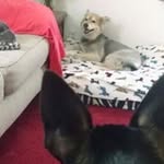 Danielle Grassel - @daniellegrassel - Instagram