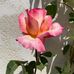 Danielle Gros - Facebook