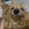 Danielle Guedes - @danielleguedes11 - TikTok